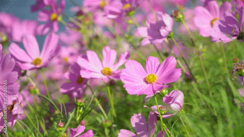 Pink cosmos flowers moving on the wind.