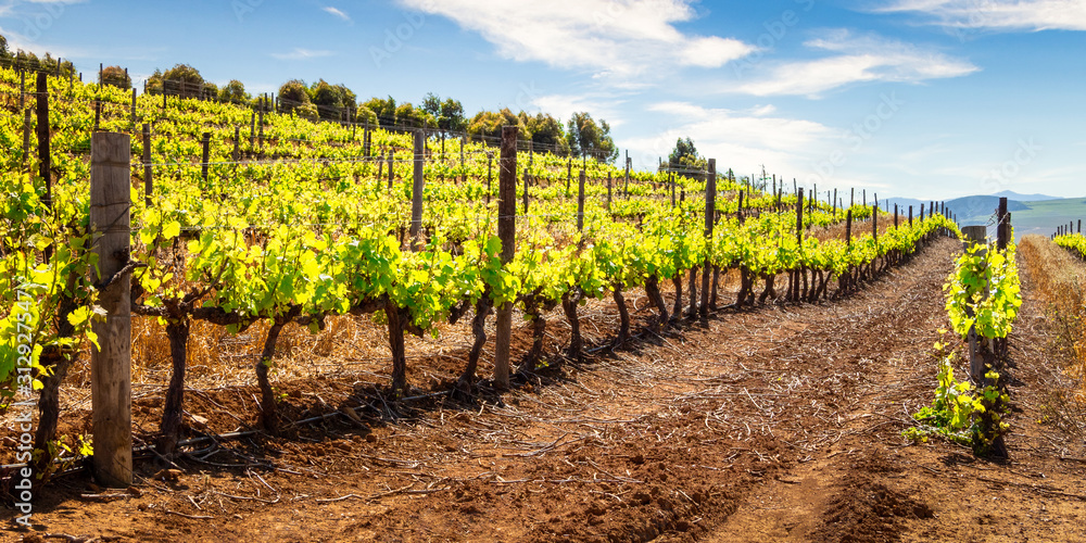 Obraz premium Vineyard in Spring