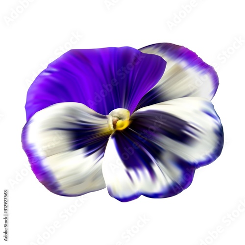 Colorful flower background with pansies flowers. Winter flower Wallpaper