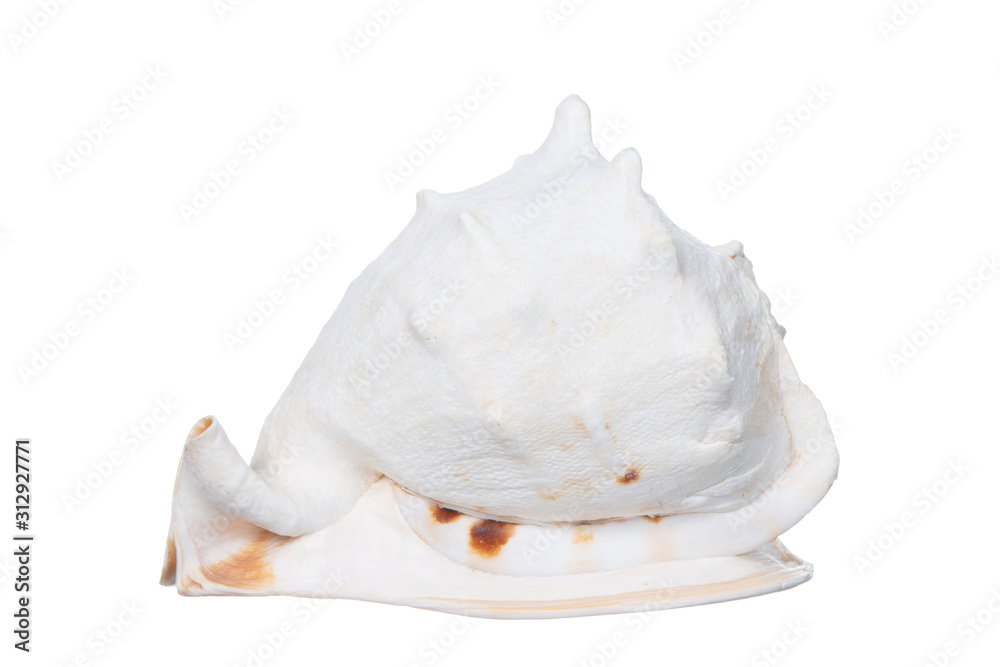 Naklejka premium Sea Shell isolated on white background