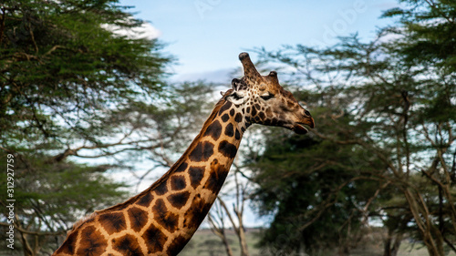 Wild giraffe in african savannah