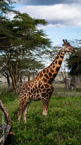 Wild giraffe in african savannah © Anna