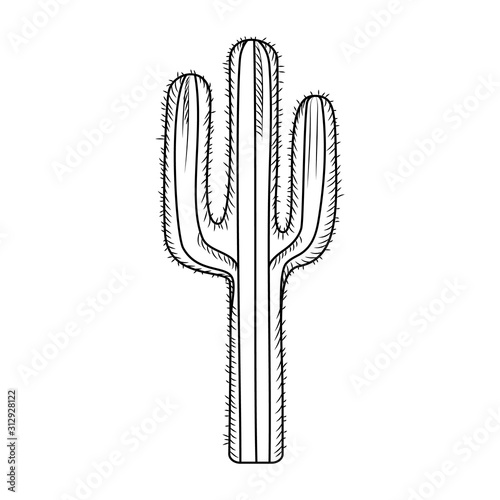 Hand drawn cactus isolated on white background. Engraving vintage style.