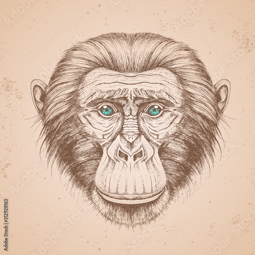 Hipster animal monkey. Hand drawing Muzzle of chimpanzee