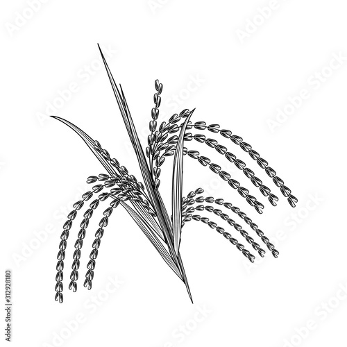 Hand drawn rice grain isolated on white background. Rice ear engraving vintage style.