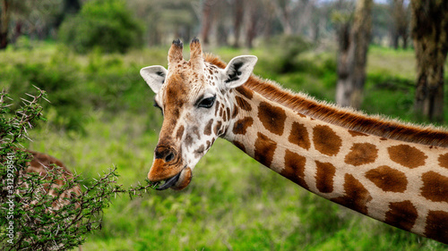 Wild giraffe in african savannah © Anna