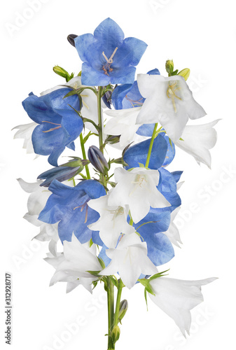 large white and blue isolated bellflowers bunch