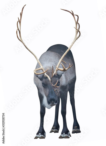 dark reindeer on white background © Alexander Potapov