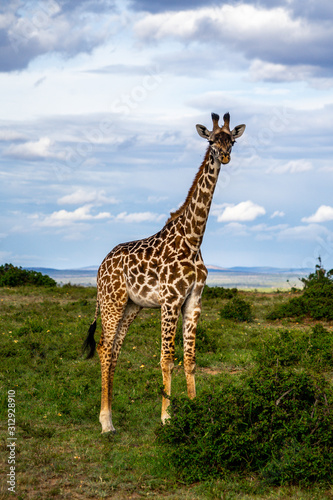 Wild giraffe in african savannah