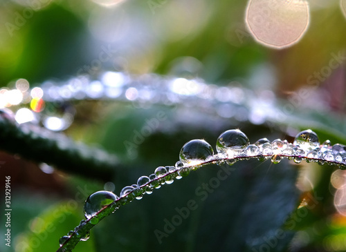 Schilderij op canvas Dew drops closeup