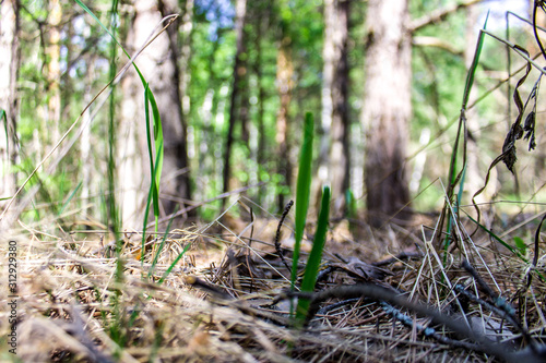 tree in the forest