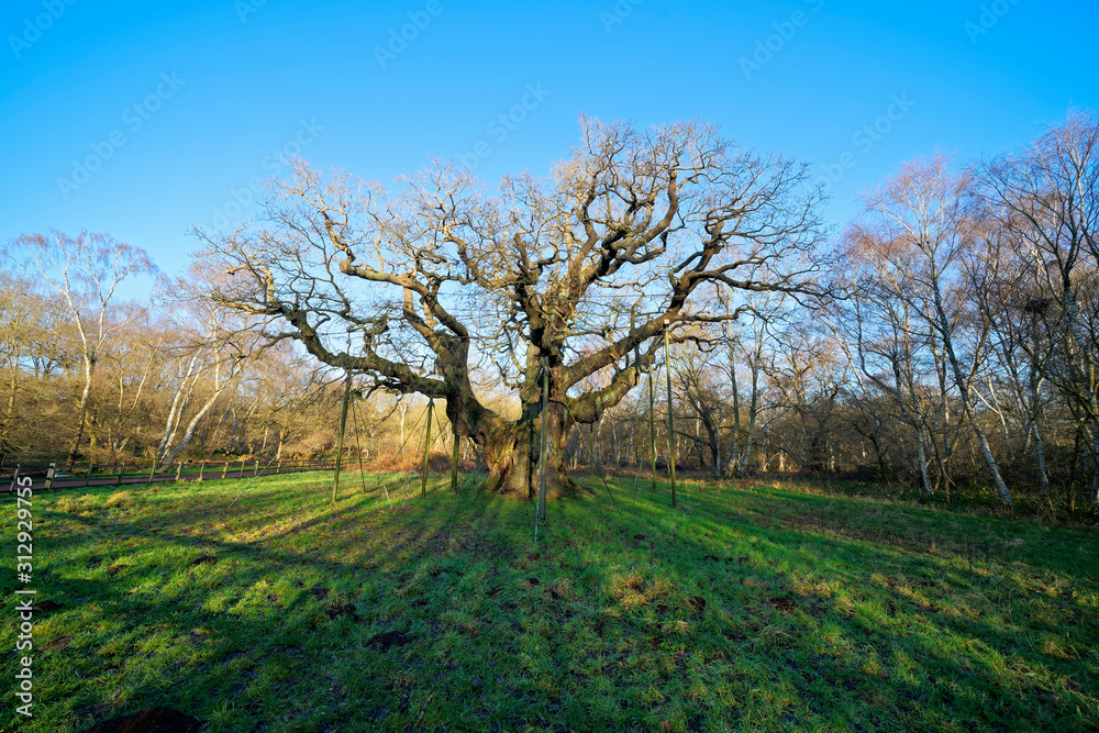 The Major Oak in Sherwood Forest on a crisp winter morning