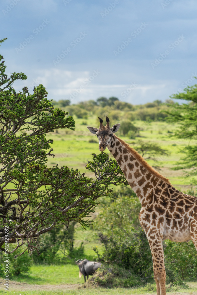 Obraz premium Wild giraffe in african savannah
