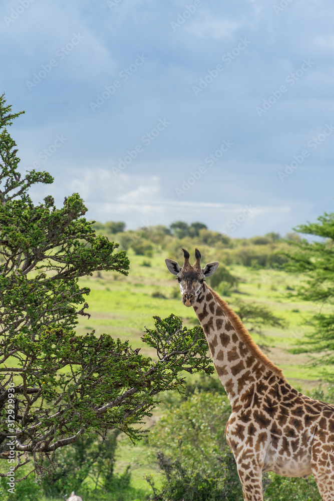Wild giraffe in african savannah Wild giraffe in african savannah
