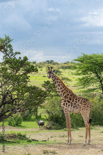 Wild giraffe in african savannah