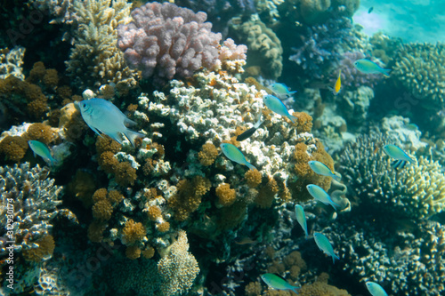 Ausschnitt Korallen Riff mit Barschen von oben