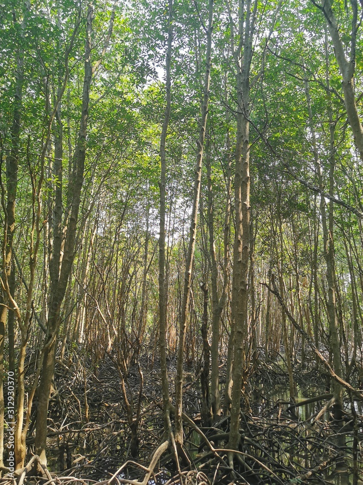 Mangrove forest in Rayong, Thailand Mangrove forest in Rayong, Thailand