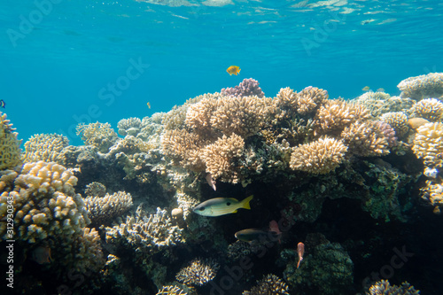 Riffkante mit Korallen und Fischen