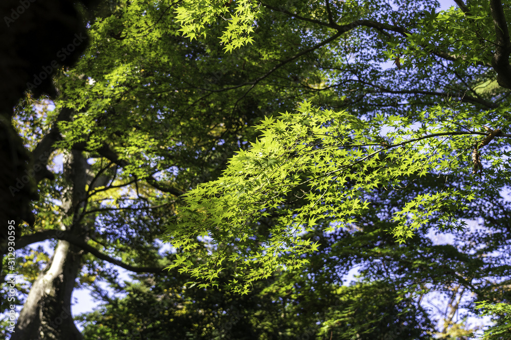 秋の金沢　兼六園