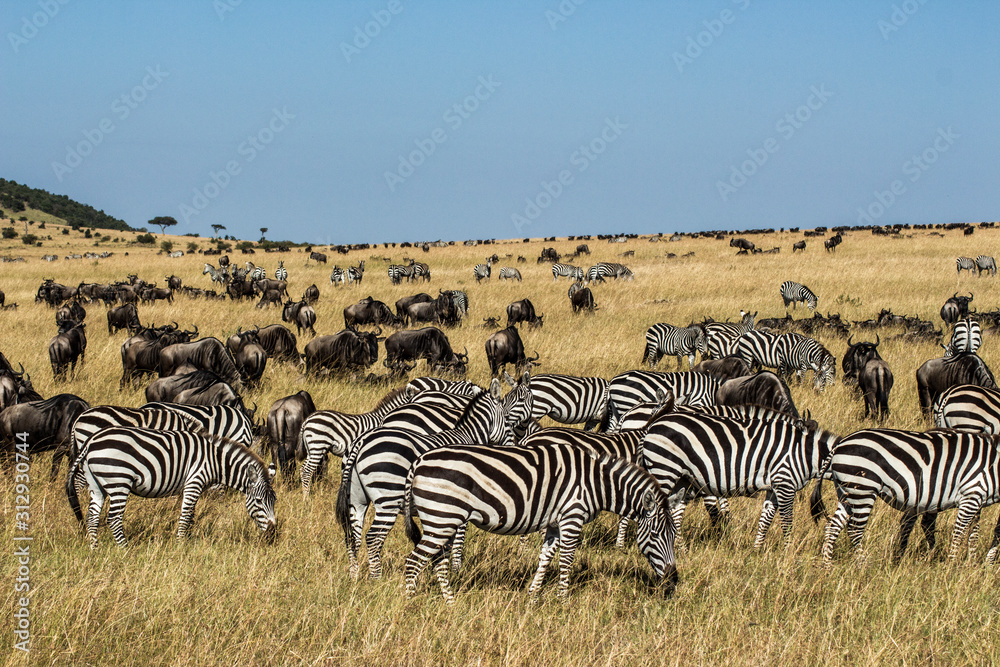 Obraz premium Zebras and Wildebeests