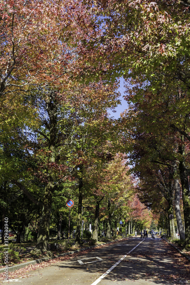 金沢・アメリカ楓の並木道