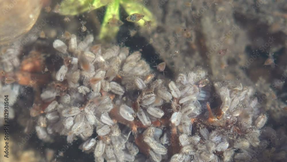Fast Crustacean Moving fast Daphnia magna creating Chaos, crustaceans in water of ...