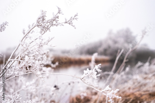 frost on grass