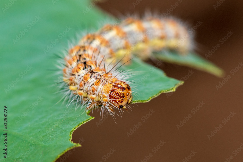 Naklejka premium Caterpillar eating leaf on a green leaf.