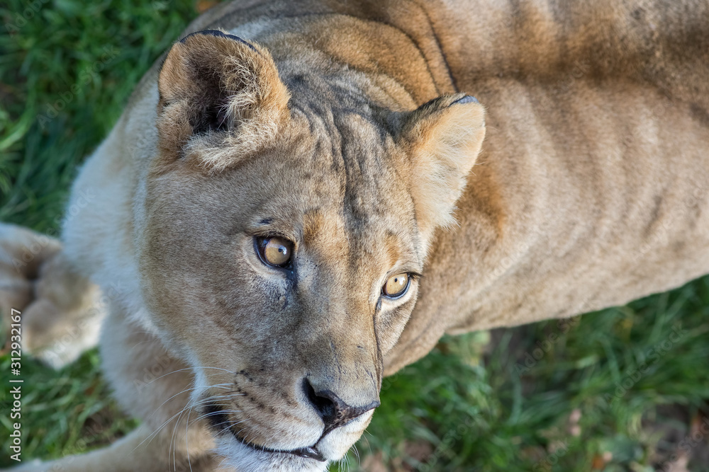 Fototapeta premium Lion. Close-up of lioness face looking up