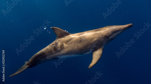 Rough-toothed dolphin of Honduras close to Roatan and Utila photo