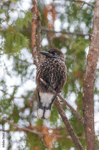 The Spotted nutcracker sitting on the branch