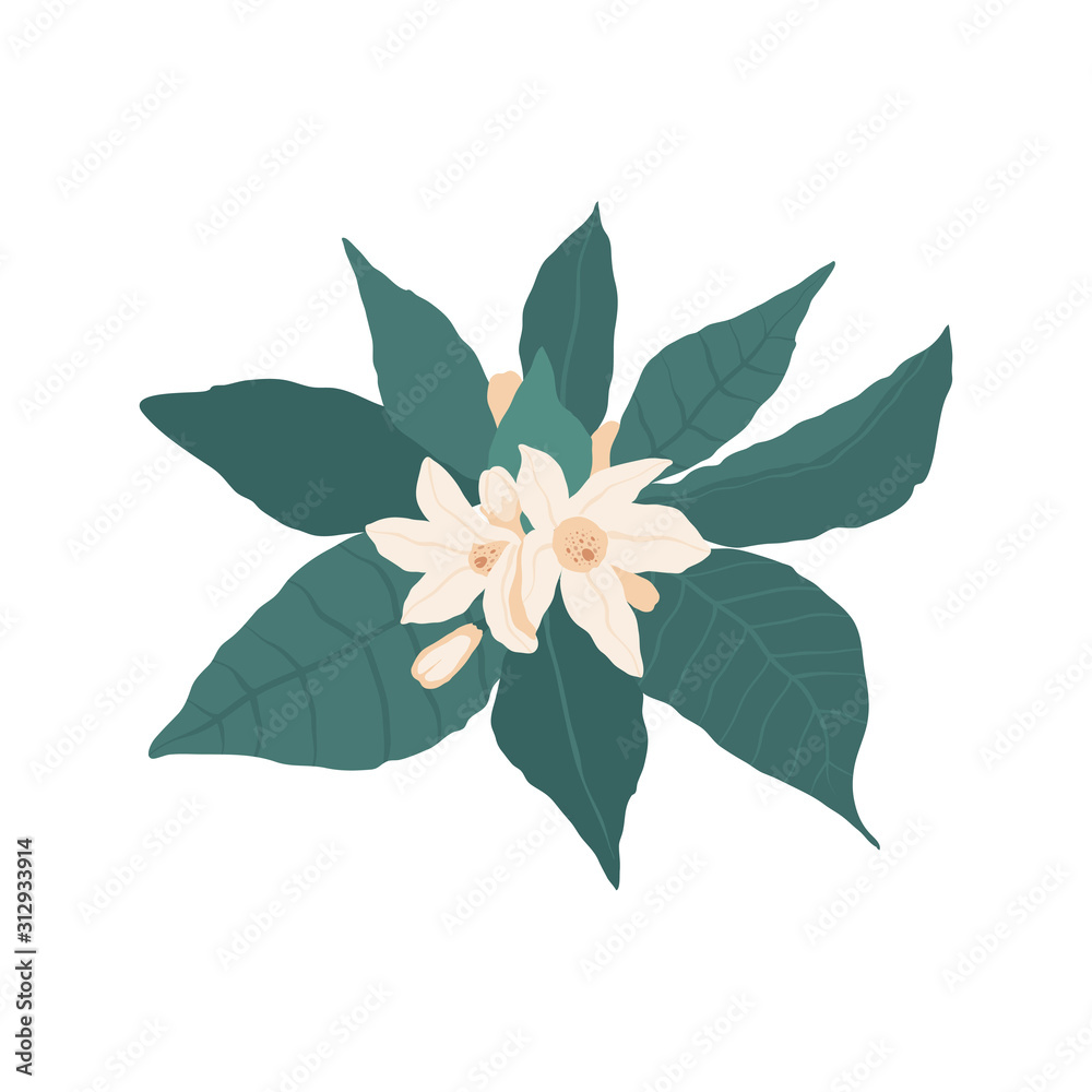 The composition of white flowers and orange buds with green leaves isolated on a white background in flat style. Vector stock illustration