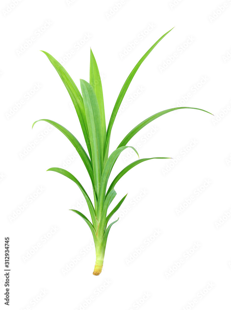 Fresh Pandan leaves on white background