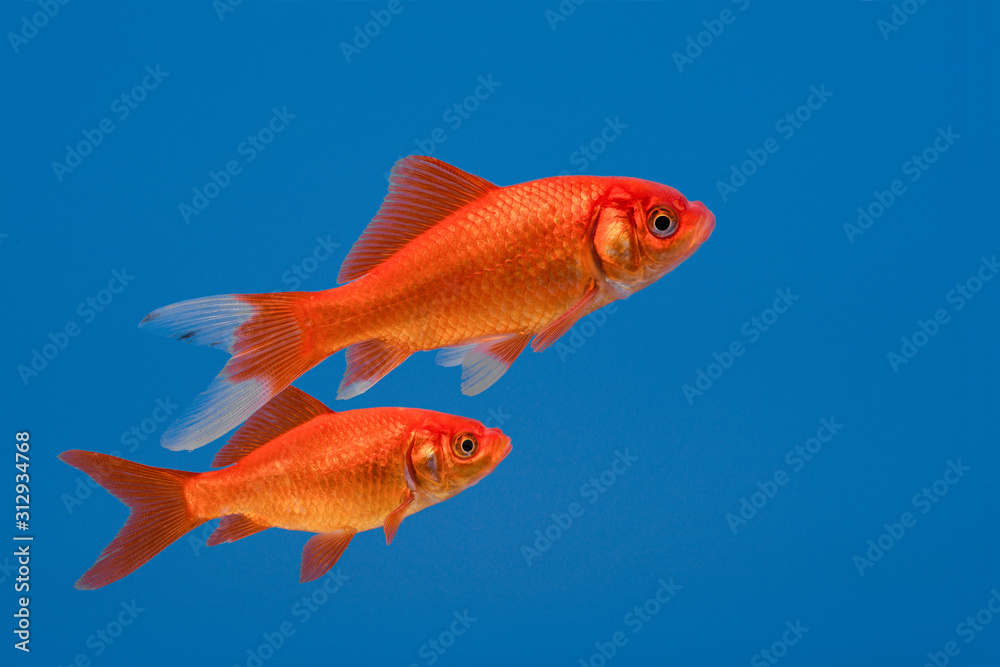 Fototapeta premium Two swimming goldfish on a blue background