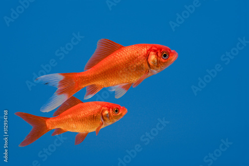 Two swimming goldfish on a blue background