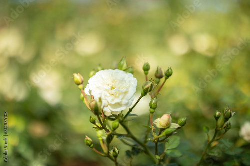 Fototapeta Naklejka Na Ścianę i Meble -  Beautiful white roses flower in the garden