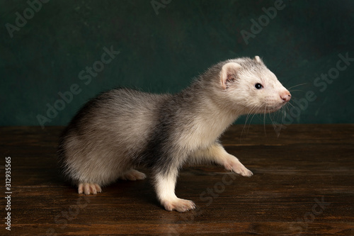 A ferret or polecat puppy walking to the right side in a Rembrandt light setting against a green background