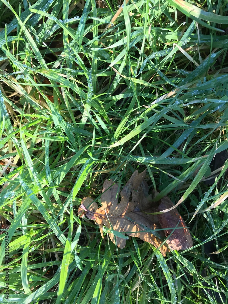 European winter, January 1, 2020. Grass in the winter forest. European winter, January 1, 2020. Grass in the winter forest.