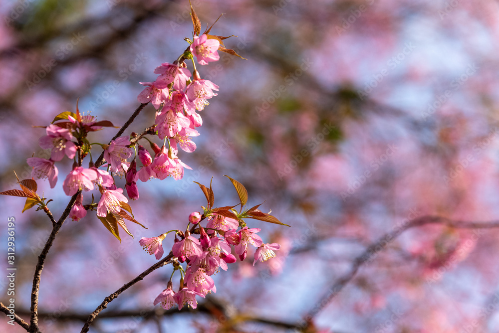 Prunus cerasoides flowers or wild himalayan cherry pink flower Prunus cerasoides flowers or wild himalayan cherry pink flower