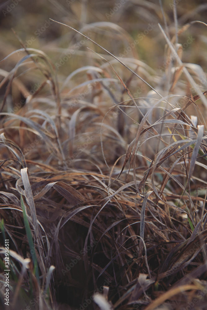 Fototapeta premium dry brown grass background