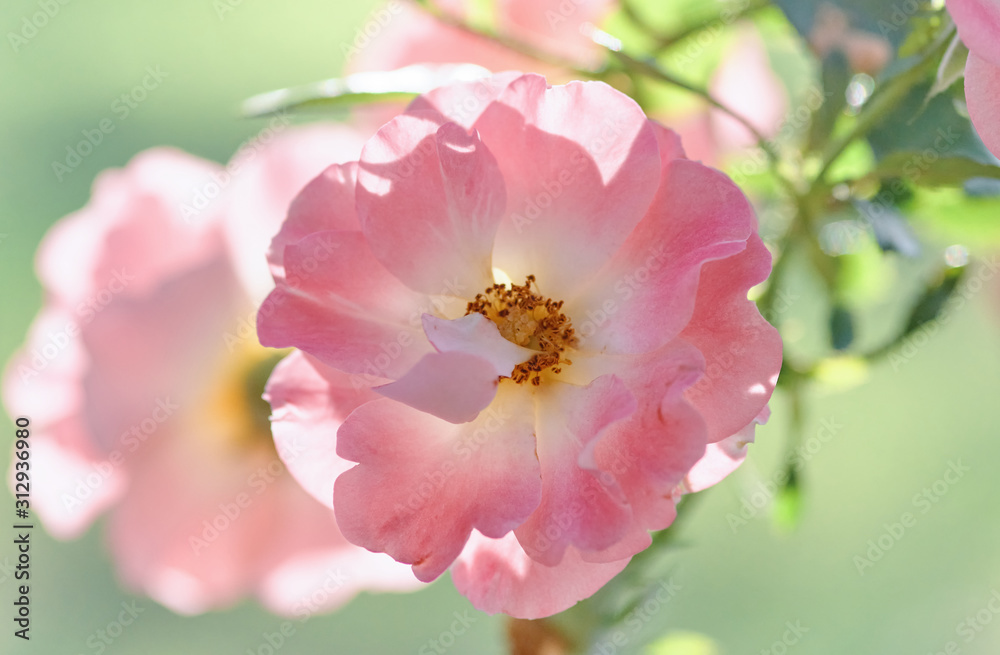 Obraz premium Close-up view of pink flower in bloom