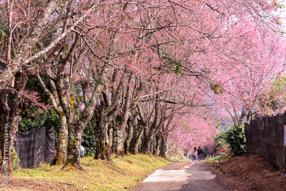 Prunus cerasoides flowers or wild himalayan cherry pink flower