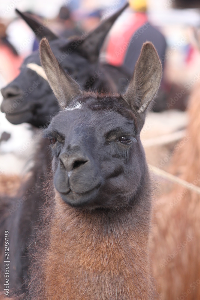 Llama Close up
