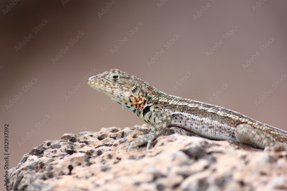 Fototapeta premium Lizard