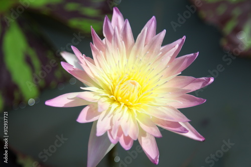 Beautiful pink water lilly flower 