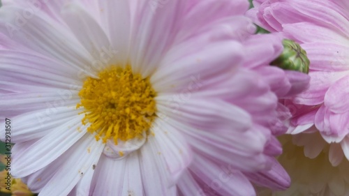 daisies on a white background