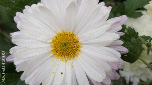 daisies on white background