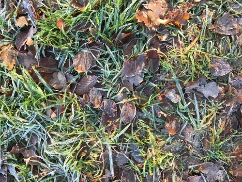 European winter, January 1, 2020. Grass in the winter forest.