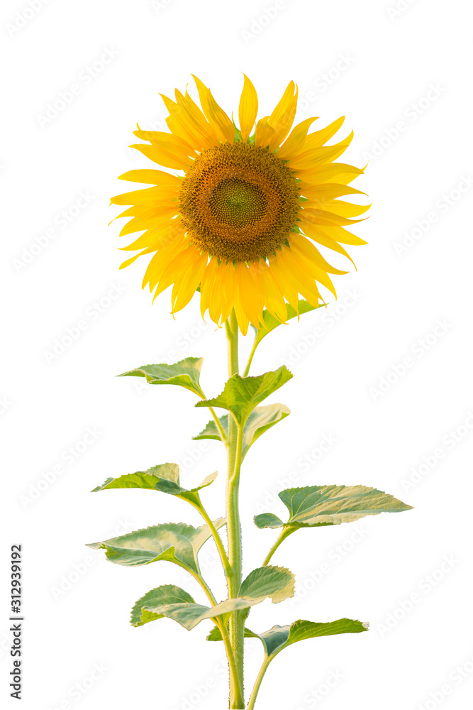 Fototapeta premium Sunflower isolated on white background