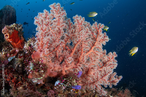 Koralle im Meer bei Bali, Indonesien © Christian Horras